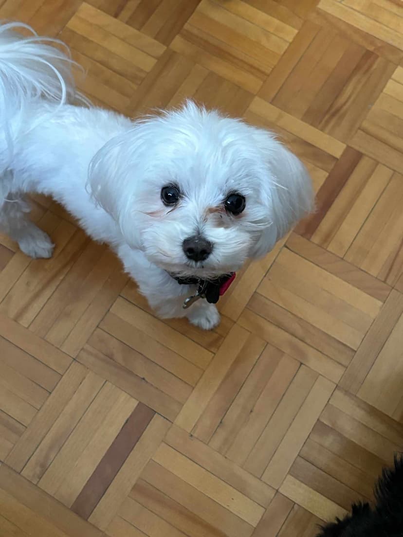 Photo de Nemo sur un plancher de bois